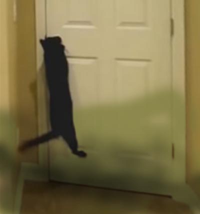 gatto apre la porta