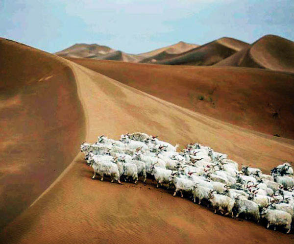 pecore nel deserto