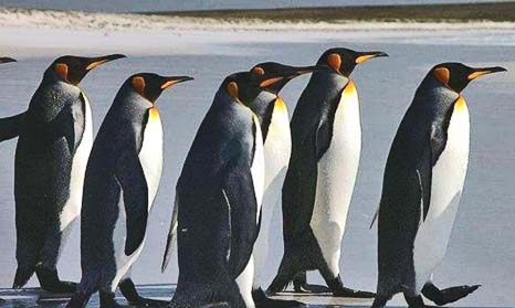 pinguini reali