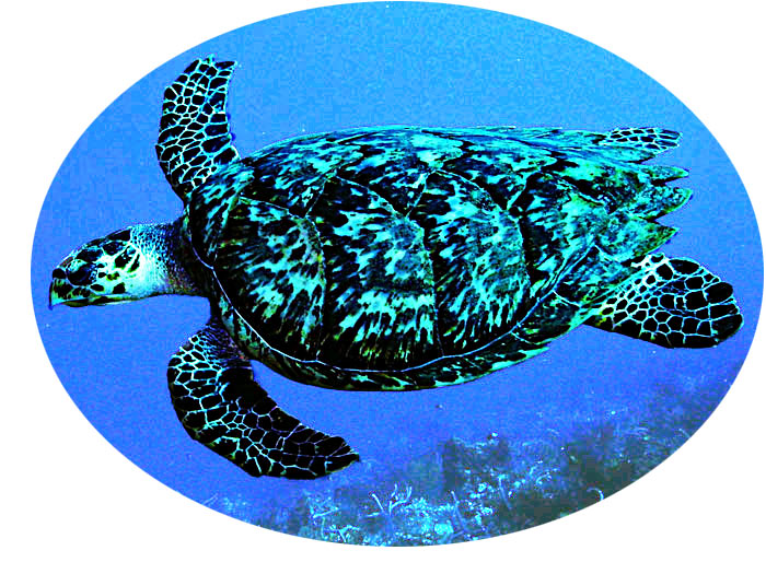 tartaruga marina